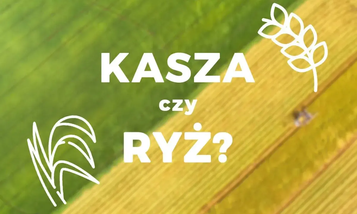 Grafika z napisem "KASZA czy RYŻ?" na tle zielono-żółtego pola.