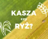 Grafika z napisem "KASZA czy RYŻ?" na tle zielono-żółtego pola.