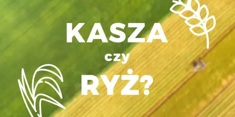 Grafika z napisem "KASZA czy RYŻ?" na tle zielono-żółtego pola.